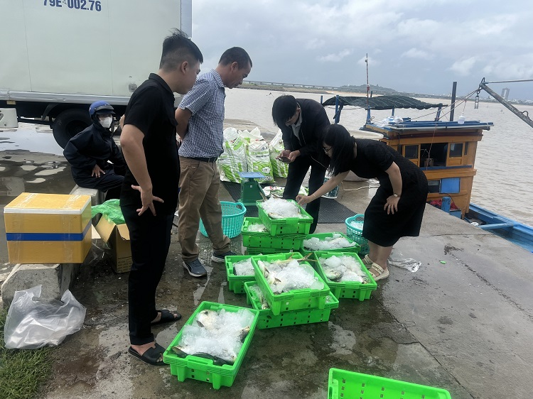 Nghiệm thu mô hình nuôi cá chim vây vàng trong  lồng bè công nghệ Na Uy