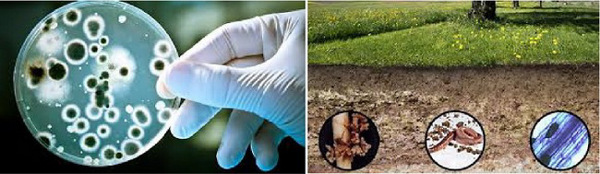 Vi khuẩn có lợi trong sinh thái nông nghiệp