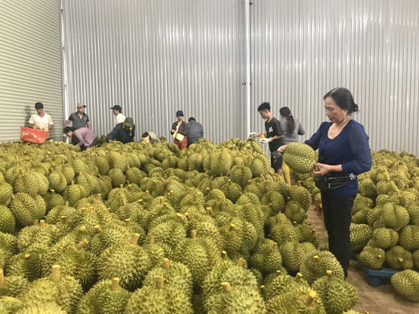 Cảnh báo trục lợi từ mã vùng trồng