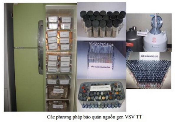 Bảo tồn, lưu giữ nguồn gen vi sinh vật trồng trọt