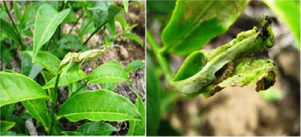 Nghiên cứu bệnh dán cao, bệnh thối rễ hại chè và biện pháp quản lý tổng hợp ở các tỉnh miền núi phía Bắc