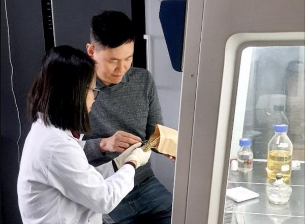 Xác định gen tiềm năng chống chịu mặn trên cây lúa