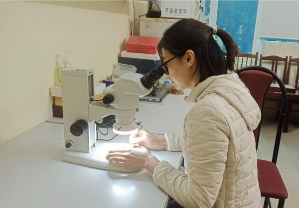Ghi nhận thêm thông tin về nhiều loài ong mật tại khu vực Tây Bắc