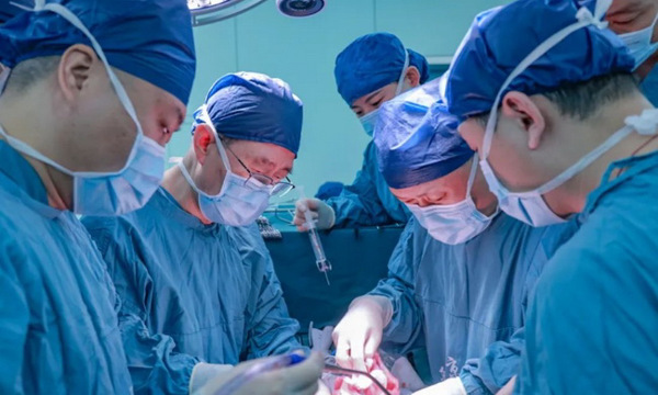 Ca ghép gan lợn chỉnh sửa gene thành công đầu tiên