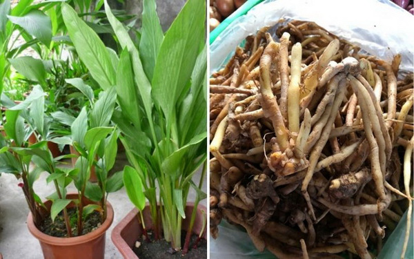 Chiết xuất cao định chuẩn từ củ ngải bún: Hỗ trợ điều trị viêm loét dạ dày