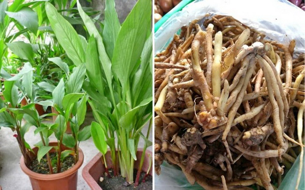 Chiết xuất cao định chuẩn từ củ ngải bún: Hỗ trợ điều trị viêm loét dạ dày