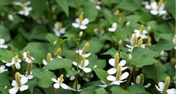 Nghiên cứu chiết xuất và bào chế cao định chuẩn từ cây Diếp cá (Houttuynia cordata Thunb)