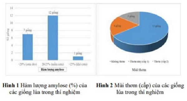 Sản xuất hạt giống phẩm chất cao quy mô công nghiệp đối với các giống lúa chủ lực và có giá trị hàng hóa cao phục vụ xuất khẩu cho vùng đồng bằng sông Cửu Long
