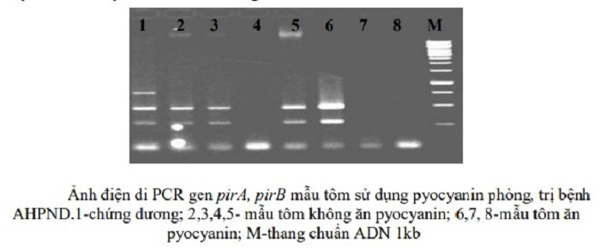 Nghiên cứu sản xuất và ứng dụng chất diệt khuẩn sinh học pyocyanin thay thế kháng sinh trong nuôi tôm nước lợ
