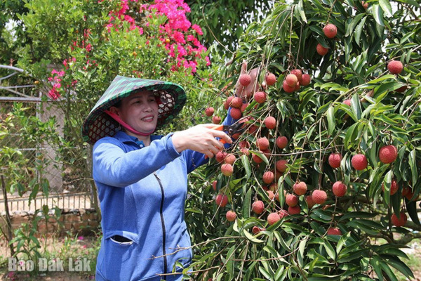 Vải chín sớm, nông dân bội thu