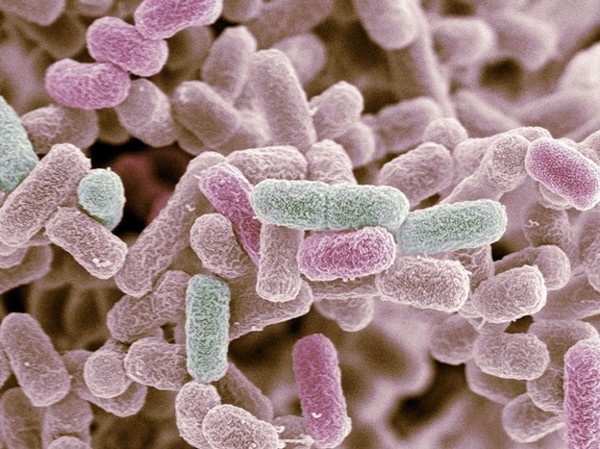 Kỹ thuật đồng nuôi cấy dạng module các chủng vi khuẩn Escherichia coli tái tổ hợp nhằm tổng hợp de-novo một số hoạt chất flavonoid (genistein sterubin và phloretin)