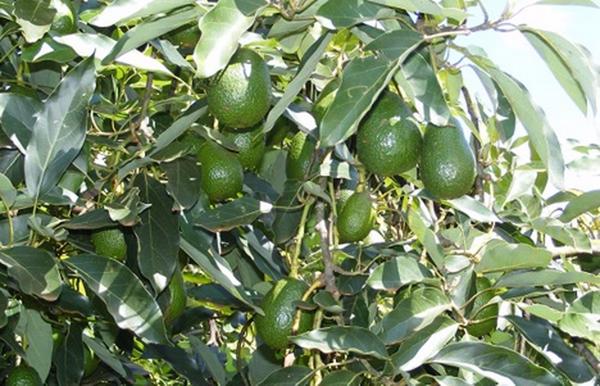 Cách mạng xanh cho ngành bơ Ôxtrâylia: công nghệ AI giám sát Carbohydrate