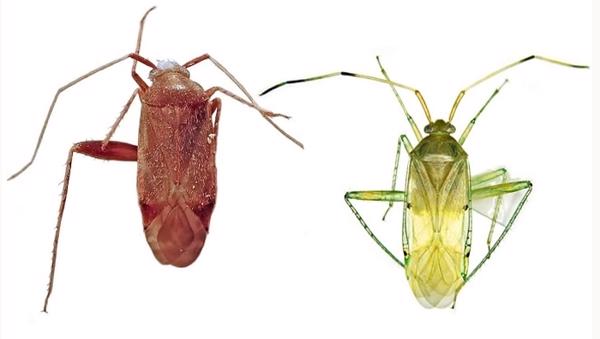 Phát hiện hai loài bọ xít mù ở Việt Nam