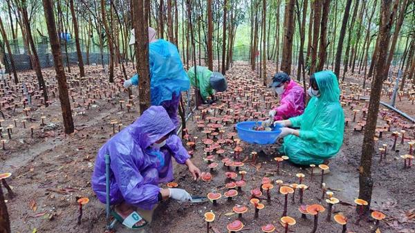 Thu hoạch nấm linh chi dưới tán rừng keo: Sinh kế xanh ở Gia Lai
