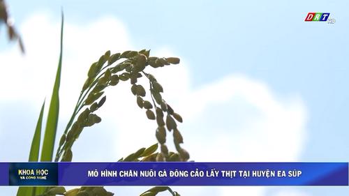 Số 02_2025: Mô hình chăn nuôi gà Đông Cảo lấy thịt tại huyện Ea Súp