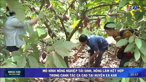 Số 08-2024: Mô hình nông nghiệp tái sinh, nông lâm kết hợp trong canh tác ca cao tại huyện Ea Kar