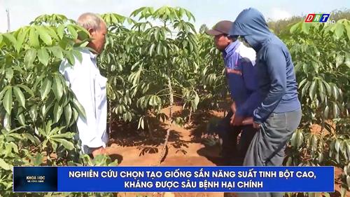 Số 11/2025: Nghiên cứu chọn tạo giống sắn tăng năng suất tinh bột cao, kháng được sâu bệnh hại chính