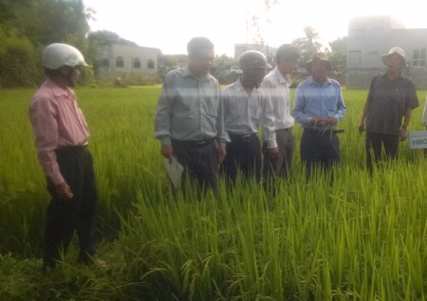 Giống lúa lai cho vùng nắng hạn
