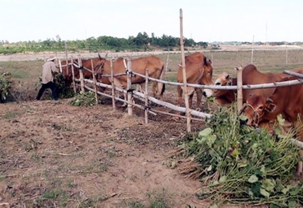 Nuôi bò bán chăn thả lãi cao