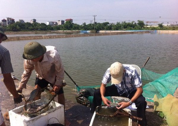 Hải Dương: Sản xuất thành công giống cá rô phi đơn tính đực bằng phương pháp lai xa
