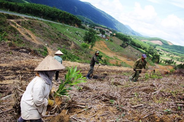 Toàn tỉnh trồng được 367,8 ha rừng thay thế