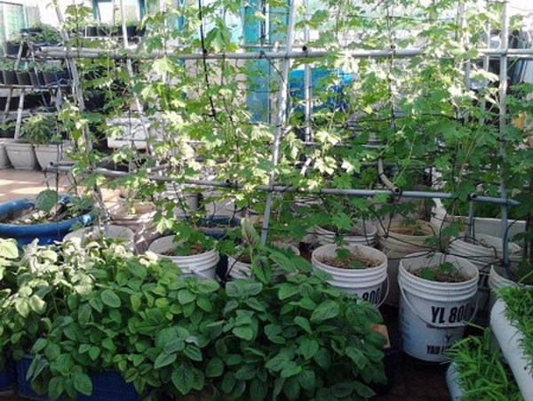 Dấm gỗ, nguồn nguyên liệu sinh học quý!
