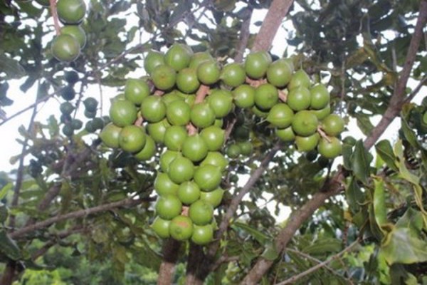 Để mắc ca thành cây làm giàu