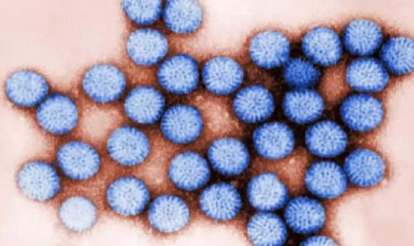 Virus tồn tại trong nước ngọt bằng cách bám trên nhựa