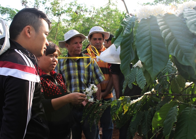 Cán bộ Viện Khoa học Kỹ thuật Nông lâm nghiệp Tây Nguyên trao đổi kỹ thuật lai tạo giống cà phê với đoàn chuyên gia Cuba