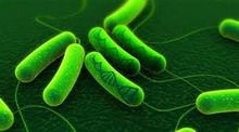 Một nghiên cứu mới từ MIT tiết lộ E. coli sử đổi gen có thể lưu trữ lâu dài những ký ức về phơi nhiễm hóa học và các sự kiện khác trong ADN của chúng