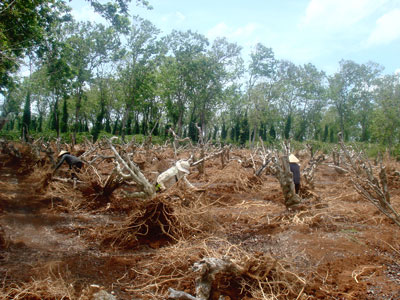 Người dân huyện Krông Pắk, tỉnh Đắk Lắk cải tạo vườn cà phê già cỗi của mình.