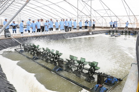 Công nghệ nuôi tôm siêu thâm canh của Việt - Úc.