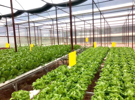 Các doanh nghiệp đã bắt đầu đầu tư, chú trọng vào phát triển trong lĩnh vực ứng dụng công nghệ cao trong nông nghiệp (Trong ảnh: Trang trại Hachi thi công tại Trại Mát – Đà Lạt)