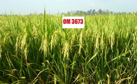 Giống lúa OM 3673 đang sản xuất thử ở Sóc Trăng.